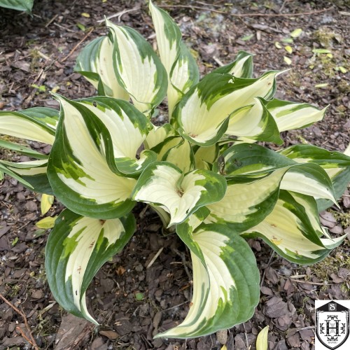 Hosta 'Fire and Ice' - Hosta 'Fire and Ice' P11/0,75L